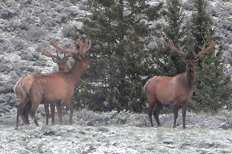 Elk bulls.jpg - And the bulls are off away from the moms and fawns.  Their antlers are still "in velvet."